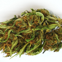 HampaBlommor ; Green Island